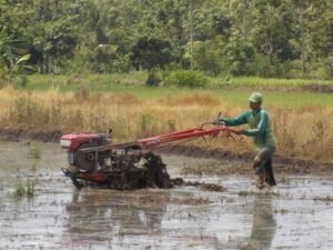 petani mentraktor sawah